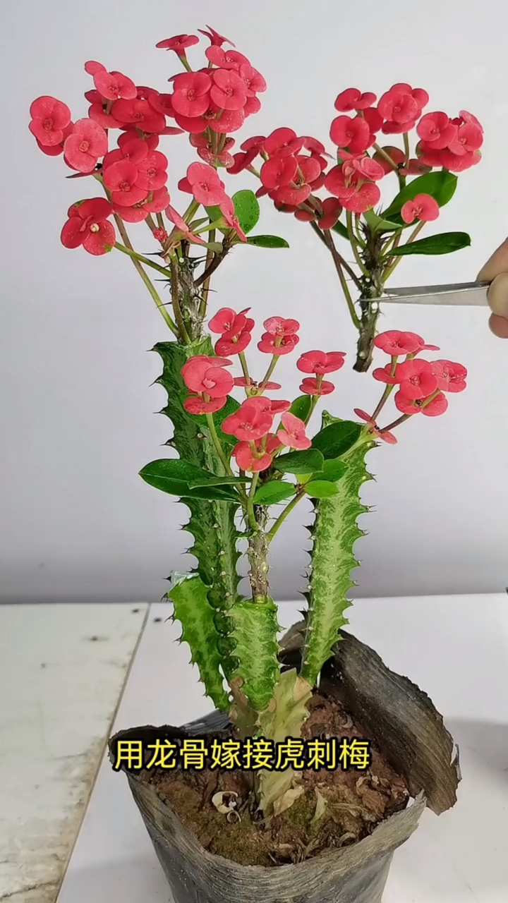 龙骨嫁接虎刺梅,花卉绿植