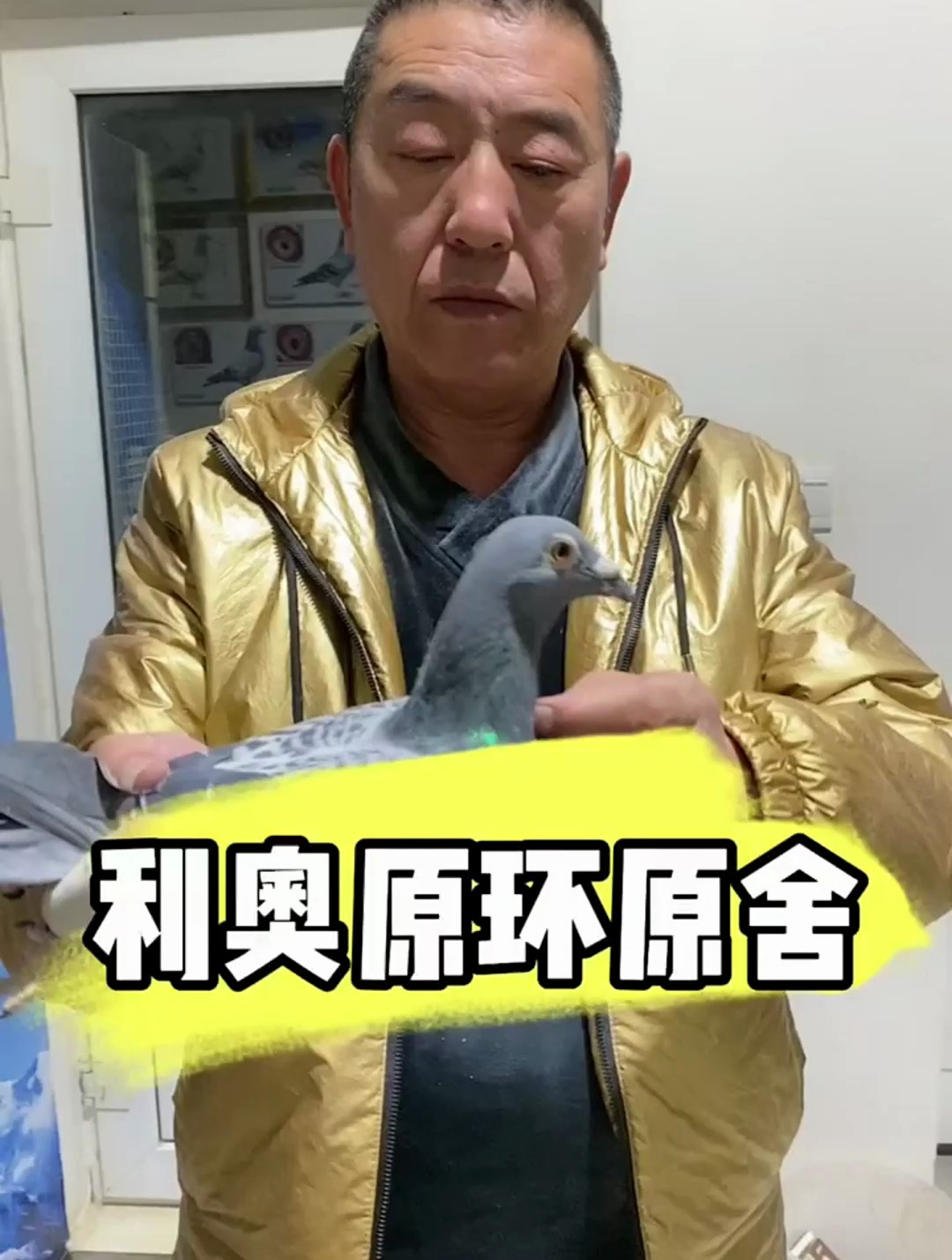 赛鸽信鸽利奥原环原舍