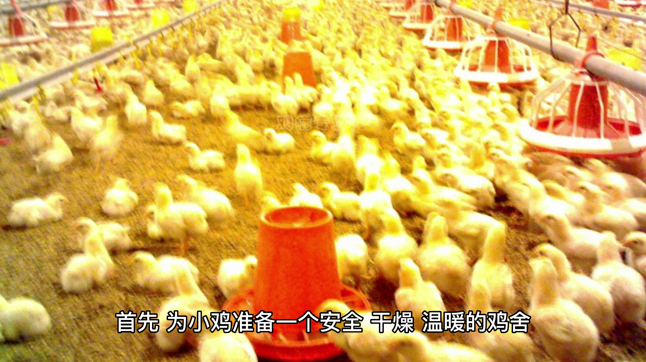 街上买的小鸡怎么养