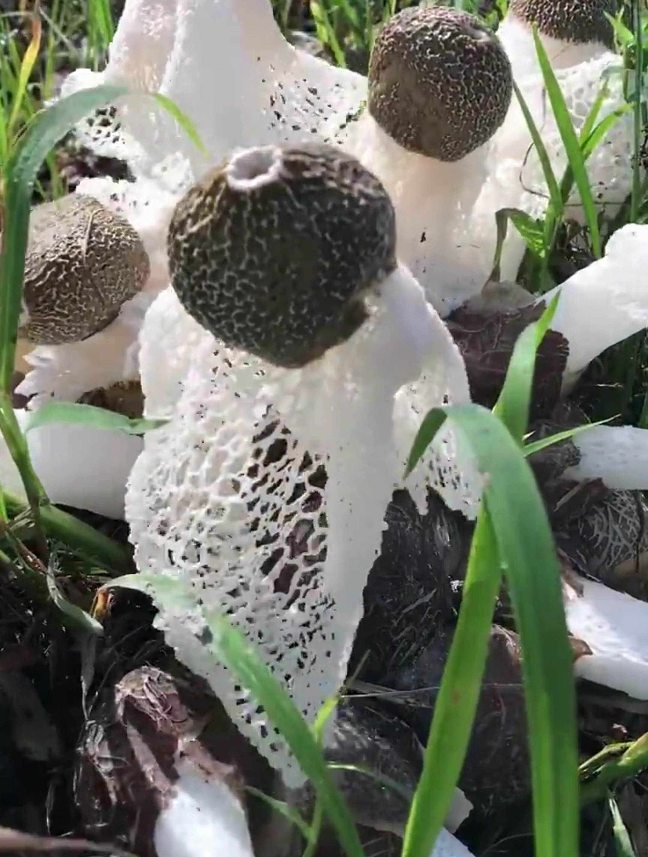 长裙竹荪生长过程