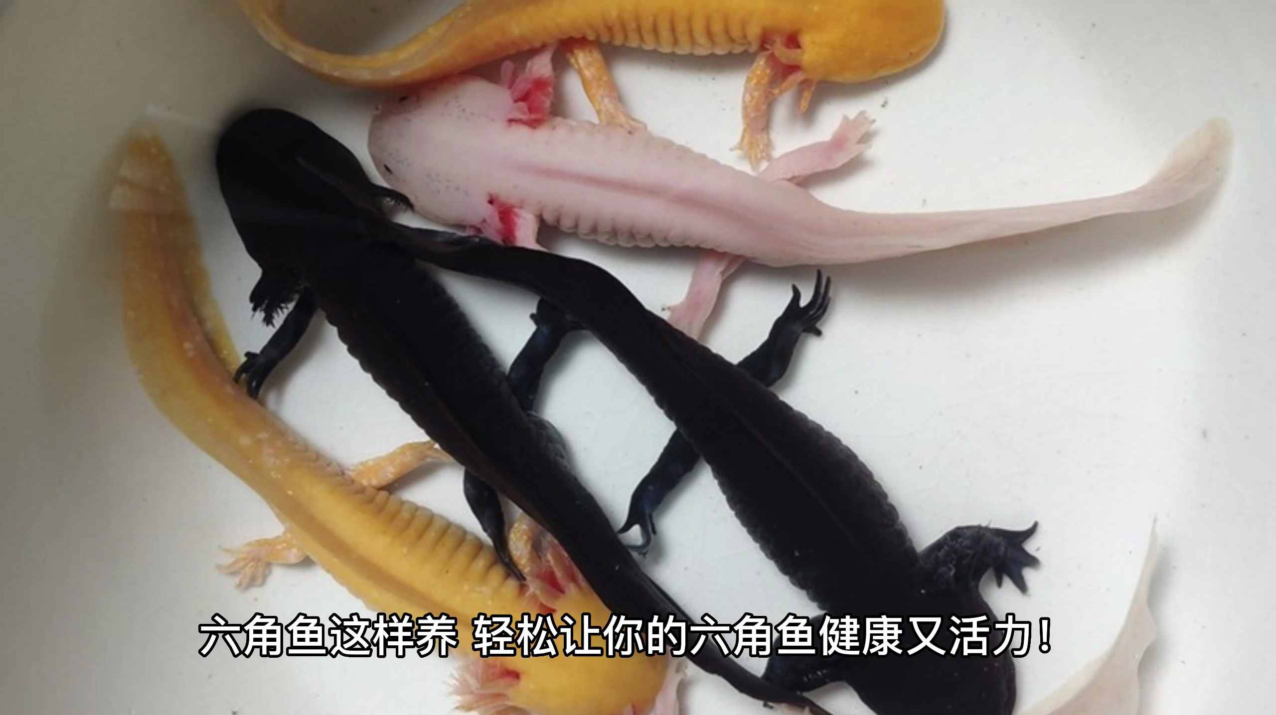 六角鱼吃什么怎样喂养