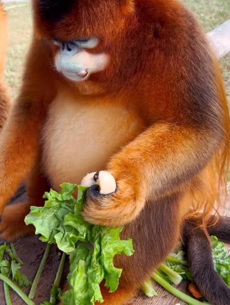 大宝:吃这事不能慢啊,国宝金丝猴太搞笑了-度小视