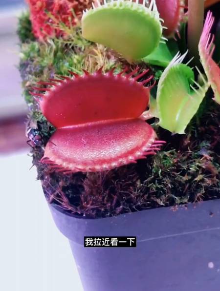 新奇植物捕蝇草猪笼草之:捕蝇草捕食全过程-度小视