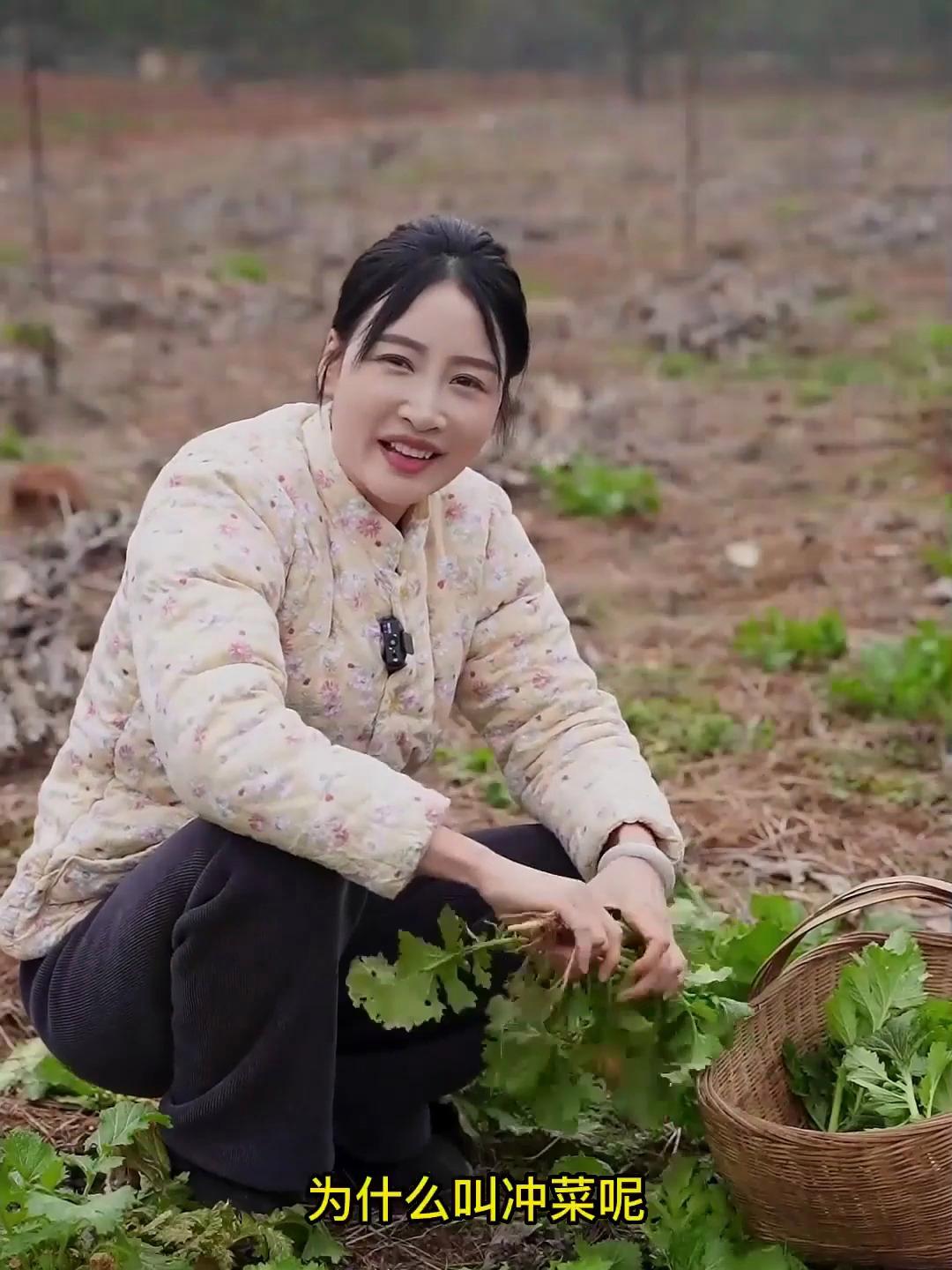 远安冲菜清脆爽口,香气扑鼻又暗藏冲劲,吃过的都知道它有多下饭