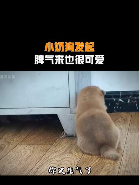 小奶狗发起脾气来也很可爱