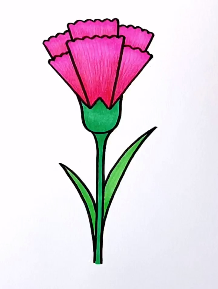 教你用字母w和u画一朵漂亮的康乃馨,快来一起学吧,画画教程