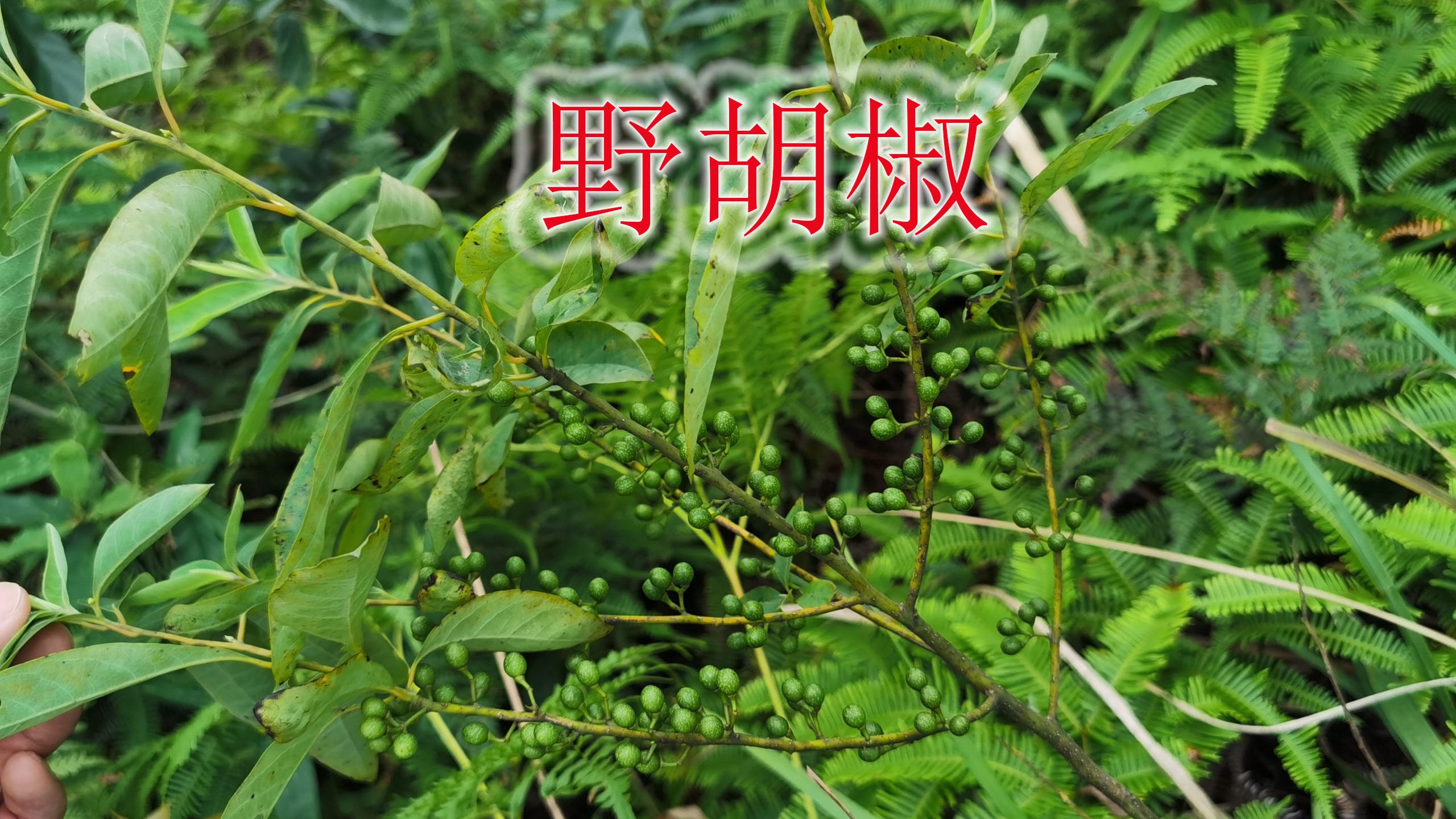 天然驱蚊植物“野胡椒”,学名“山鸡椒”,果实榨油香料食用