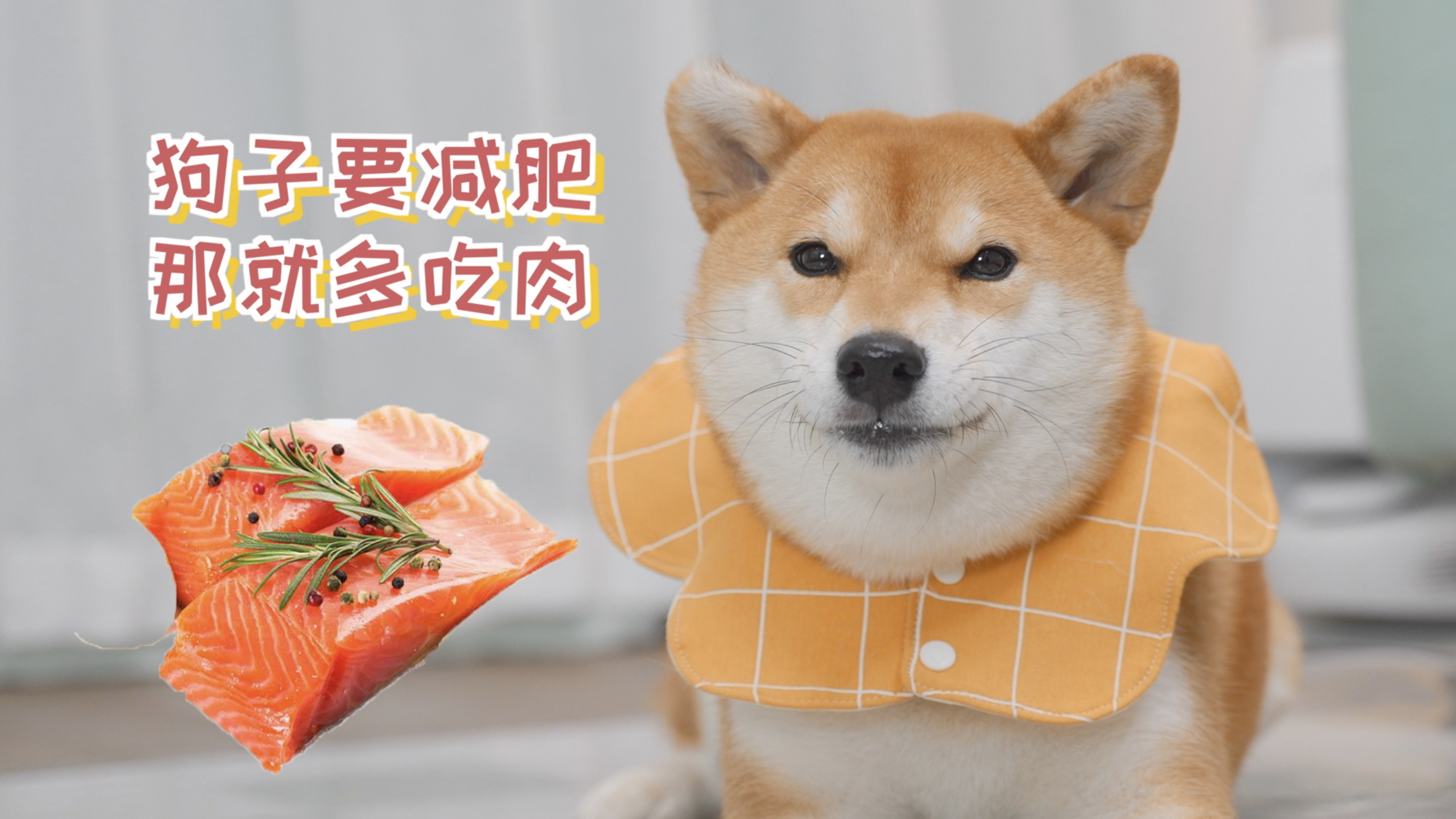 狗子要减肥,那就多吃肉!