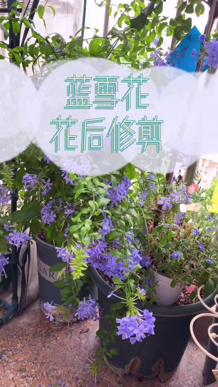 喜欢你就点个关注吧蓝雪花花后修剪
