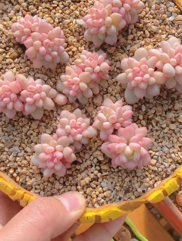冰淇淋多肉,真真的冰淇淋颜色 肉肉的世界 爱生活爱养花-度小视