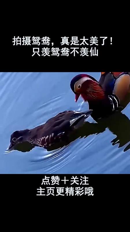 拍摄鸳鸯真是太美了只羡鸳鸯不羡仙