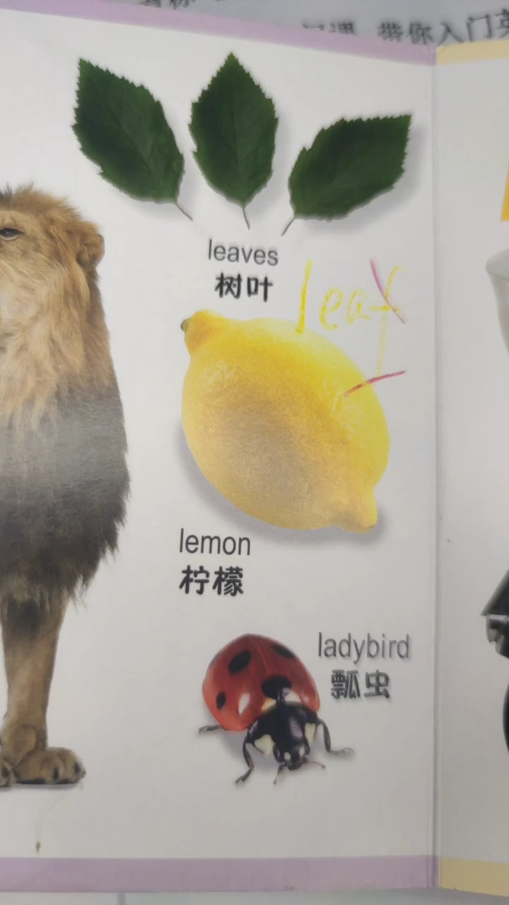 英语单词带读和讲解柠檬lemon