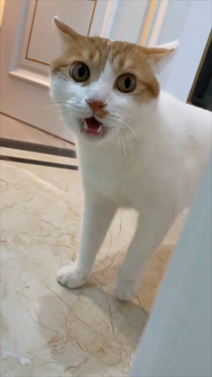 可爱萌宠,骂骂咧咧的小猫咪