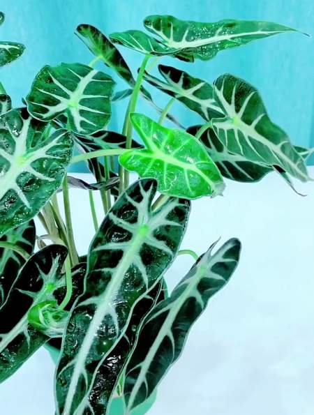 小仙女竹芋(又名黑叶观音莲,观音莲,黑叶芋),主要以观赏为主-度小视