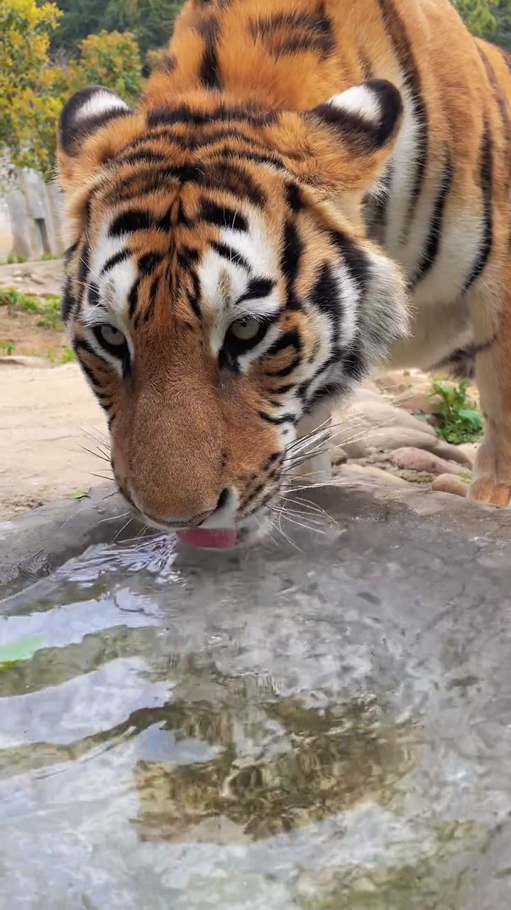第一次近距离看老虎,这双大眼睛炯炯有神!