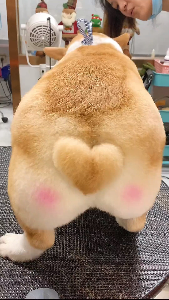 柯基小短腿,爱心屁屁真的好可爱啊-度小视