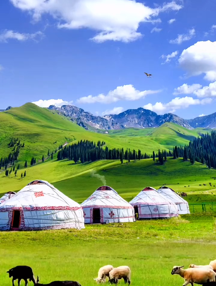 蓝天白云,绿草如茵,绵羊成群,这样的大草原你向往吗?