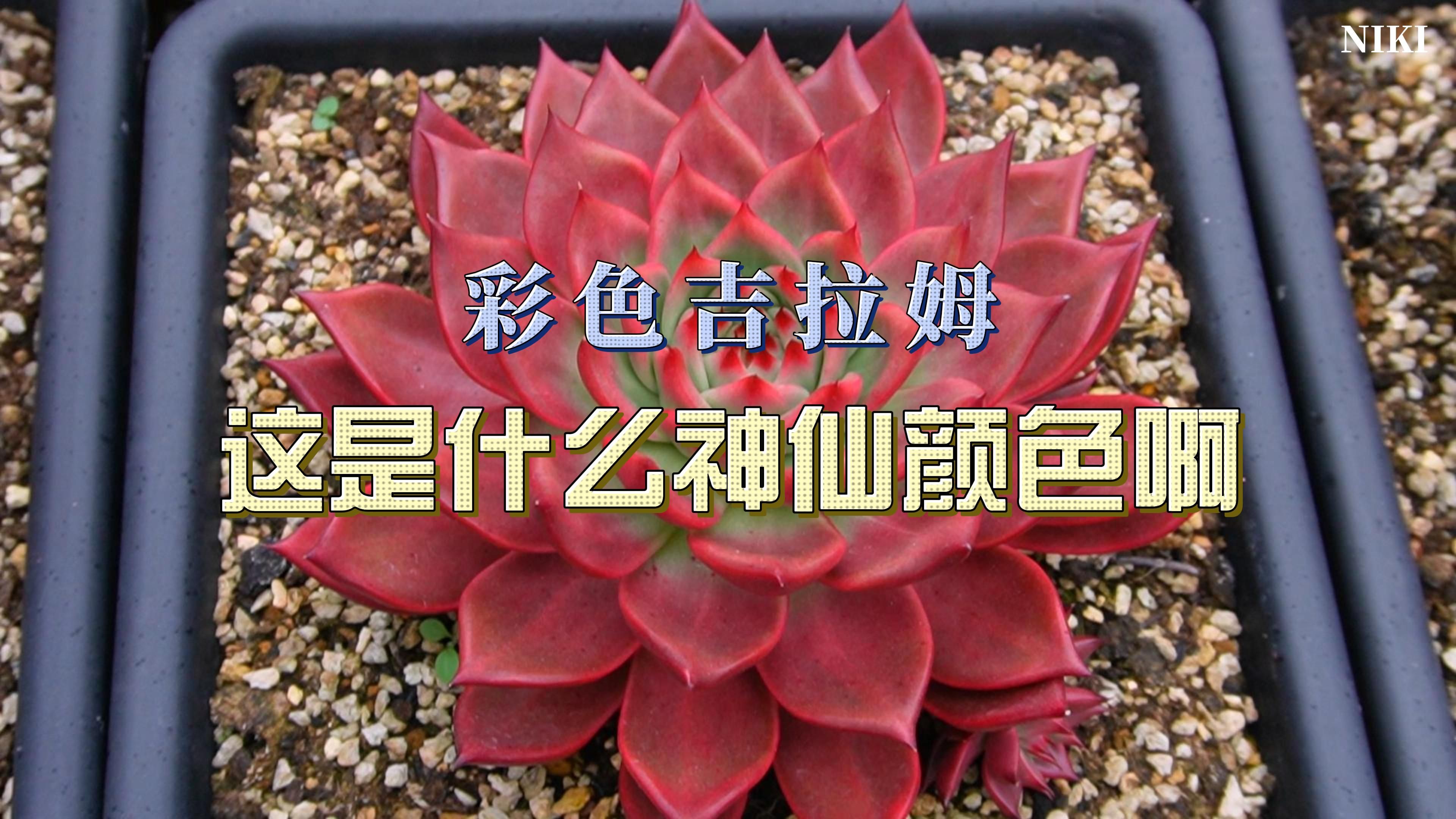 多肉分享彩色吉拉姆颜色终于出来了