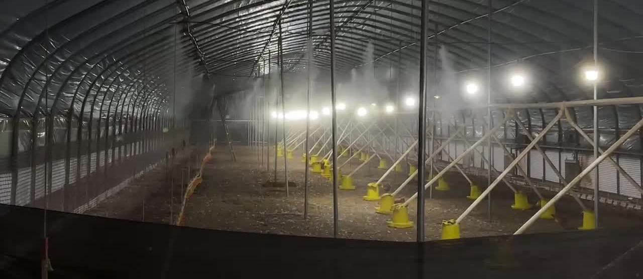 养鸡场降温消毒,助力鸡崽茁壮成长