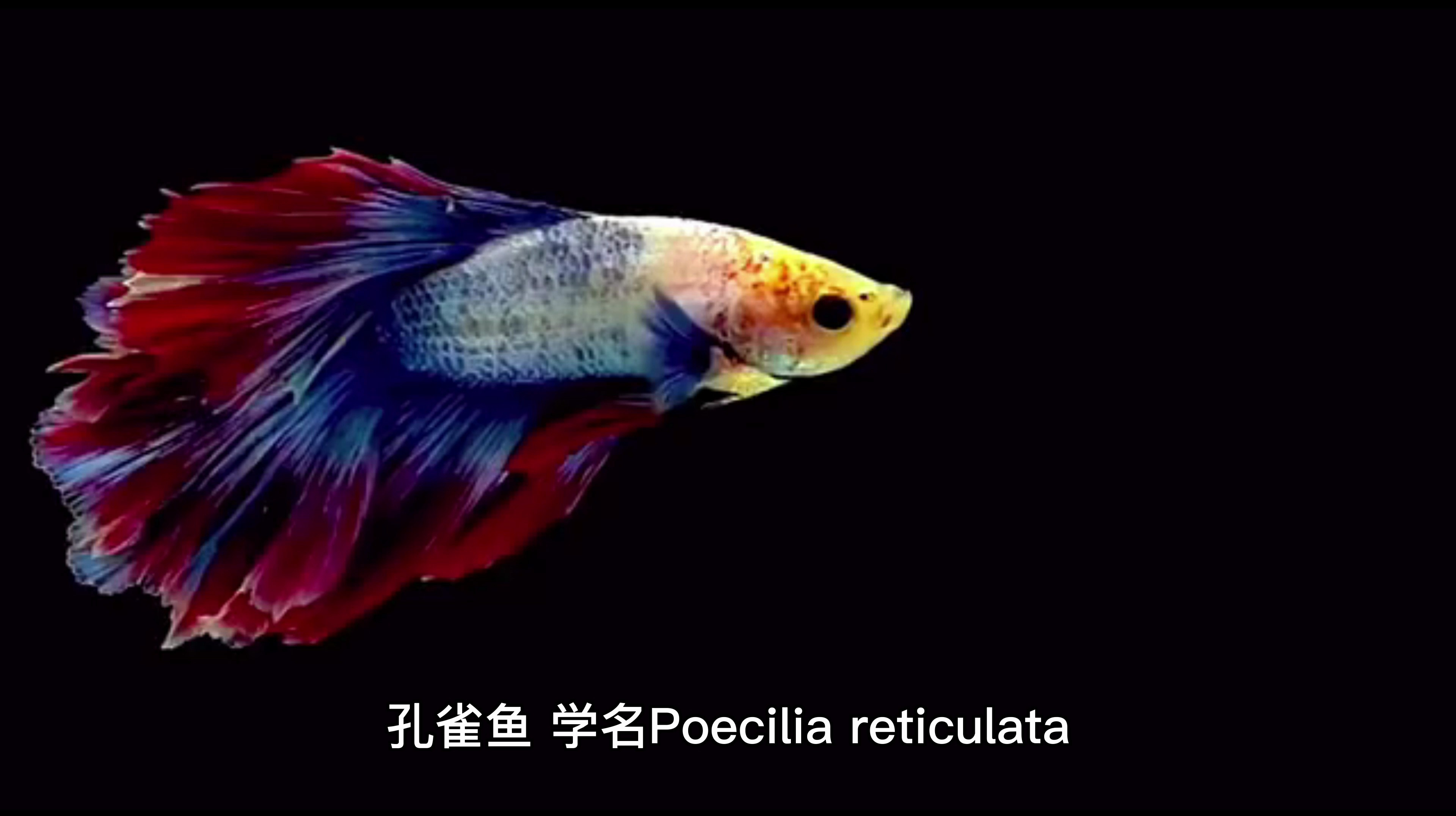 孔雀鱼小鱼苗怎么养多久能长大
