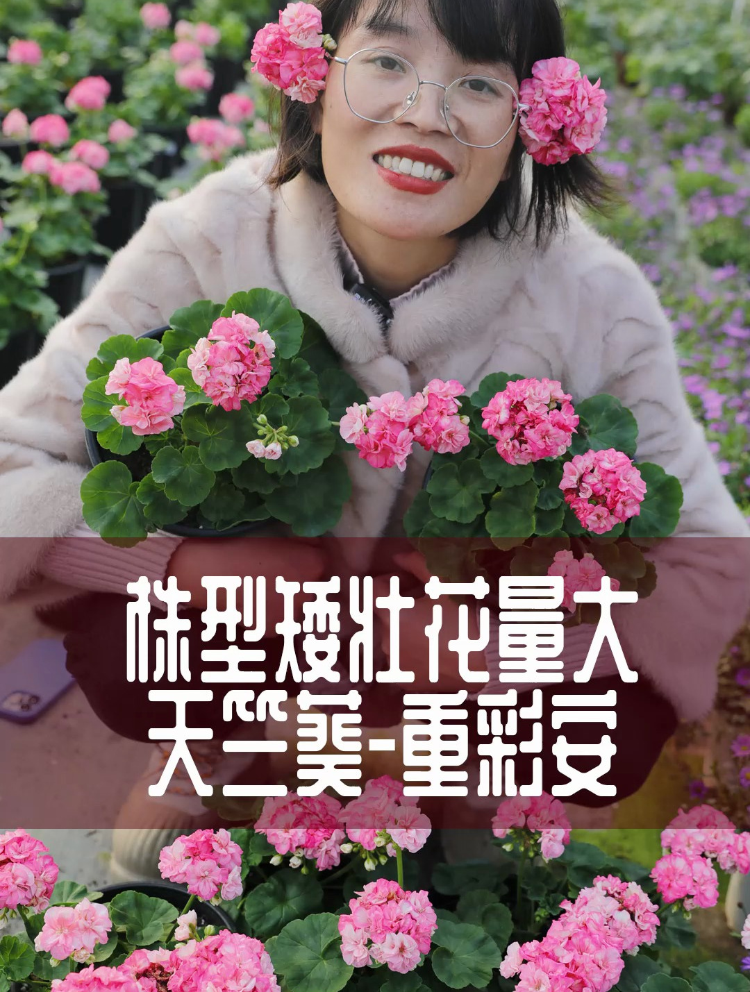 天竺葵重彩系列里的"重彩安" 株型矮壮紧凑,颜值高非常勤花