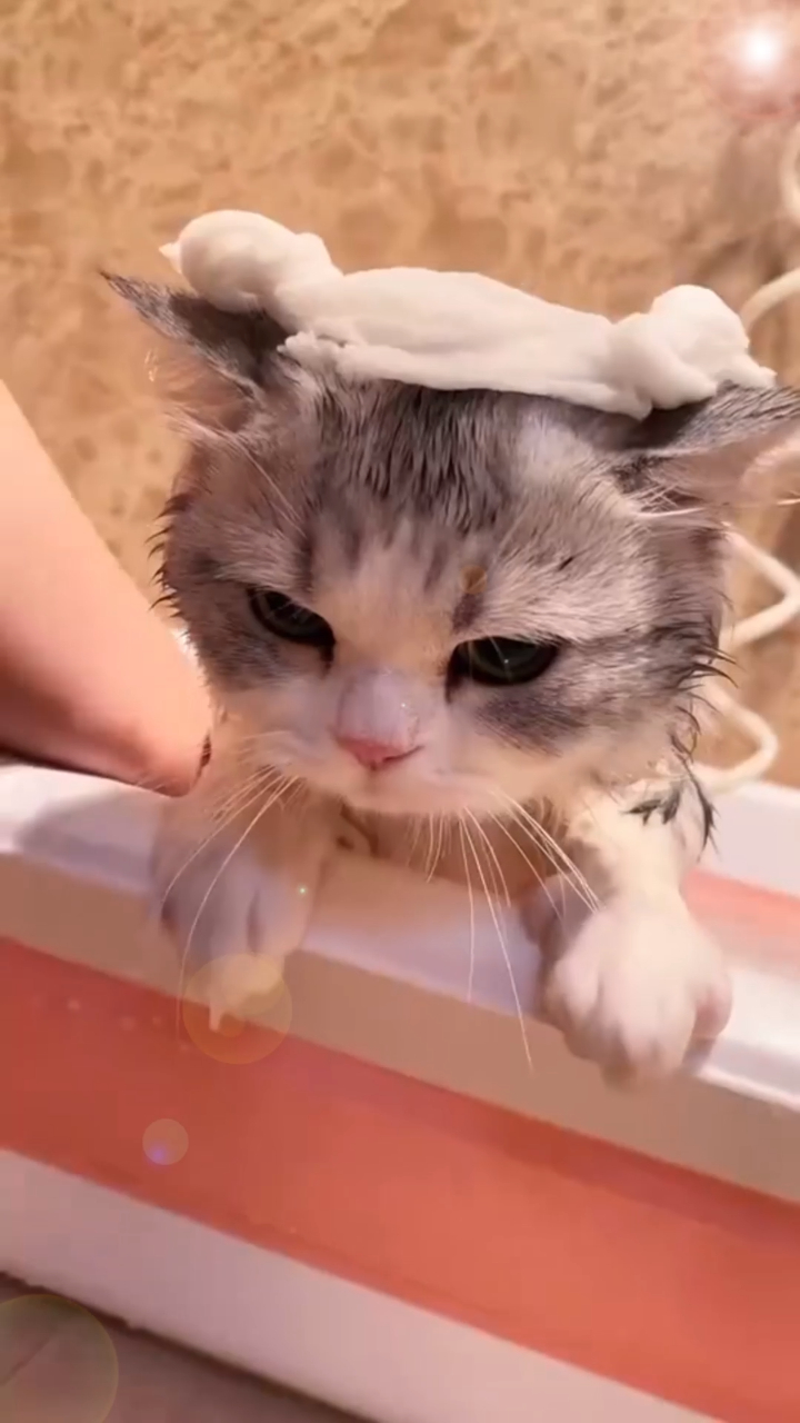 萌宠:小猫咪洗澡有多乖