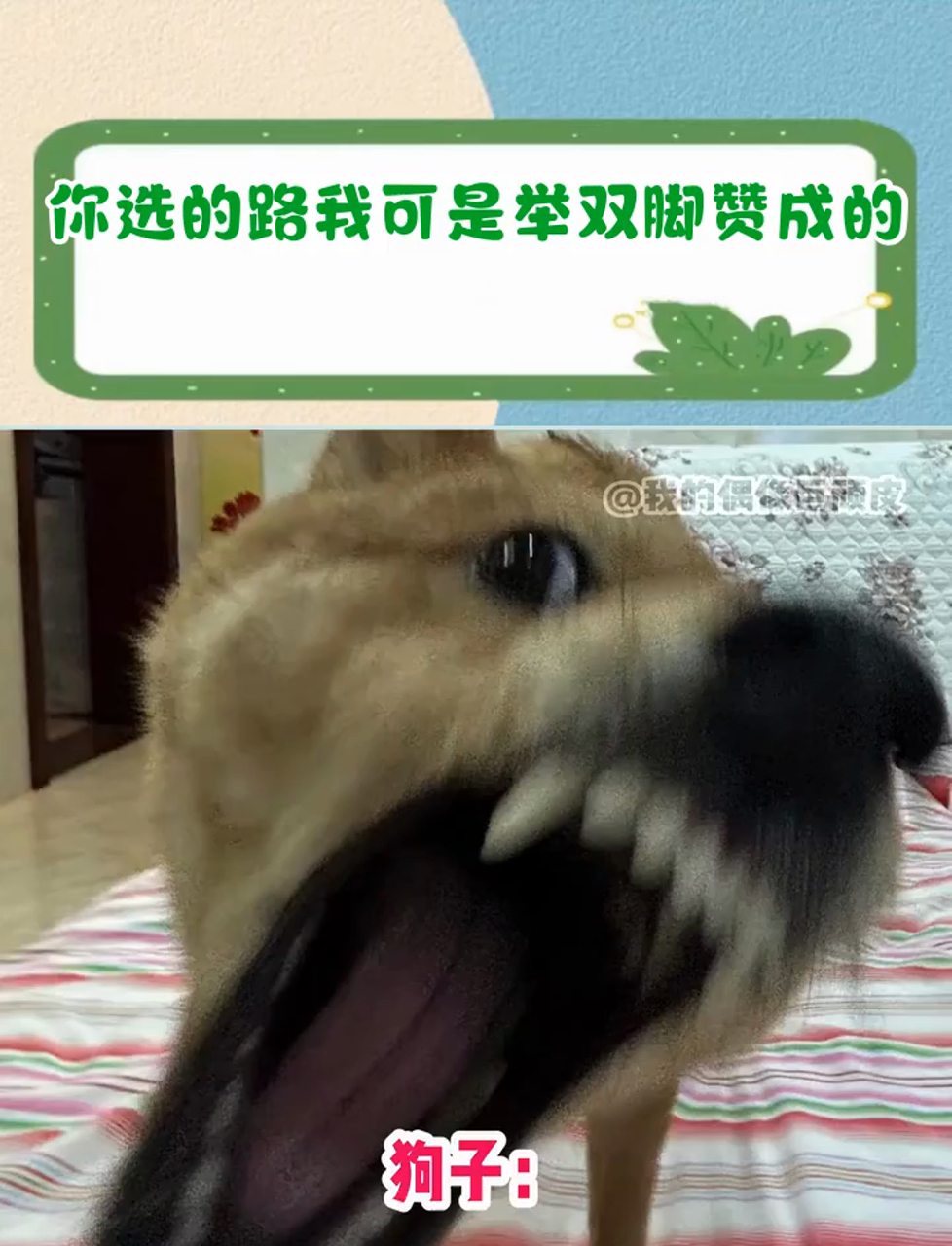 你选的路我可是举双脚赞成的