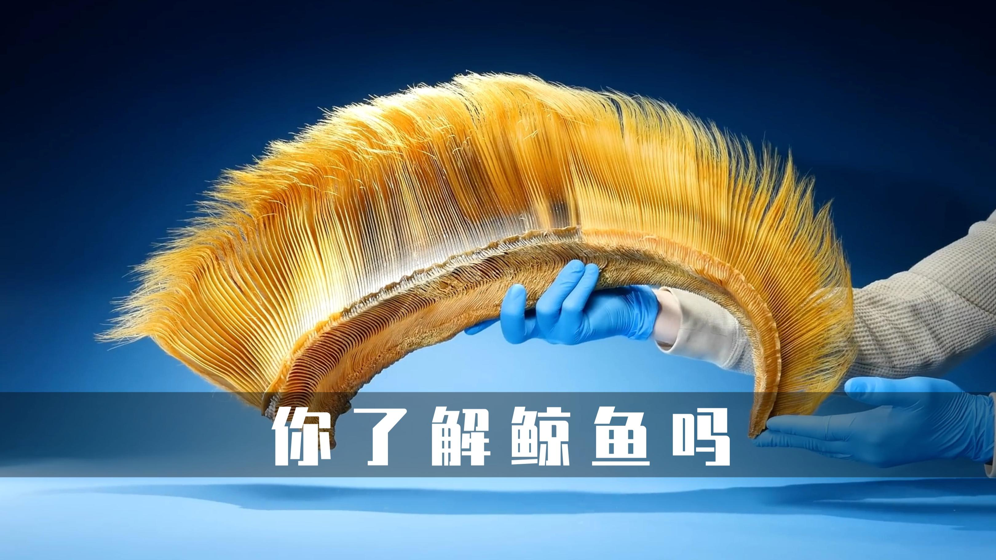 关于鲸鱼,你不了解的一些东西