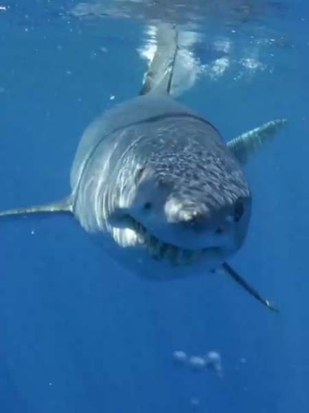 马科鲨有着黑色的大眼睛,尖鼻子,长鳃缝和锥形锋利的牙齿-度小视