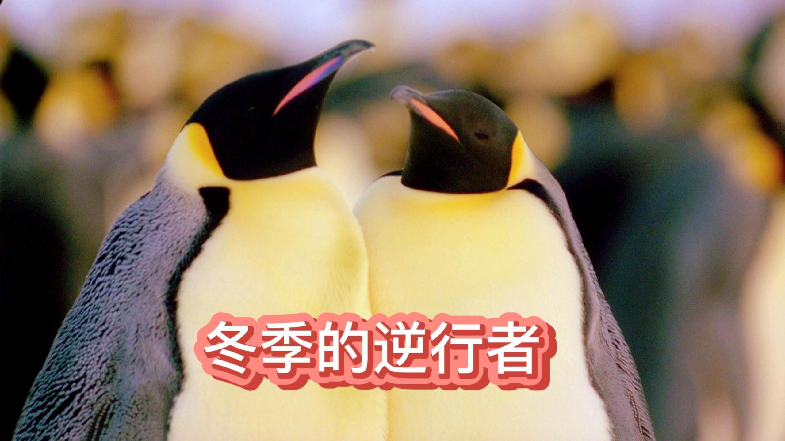 逆行的企鹅爸爸在极寒之地南极,整个冬季不吃不喝,孵化养育孩子
