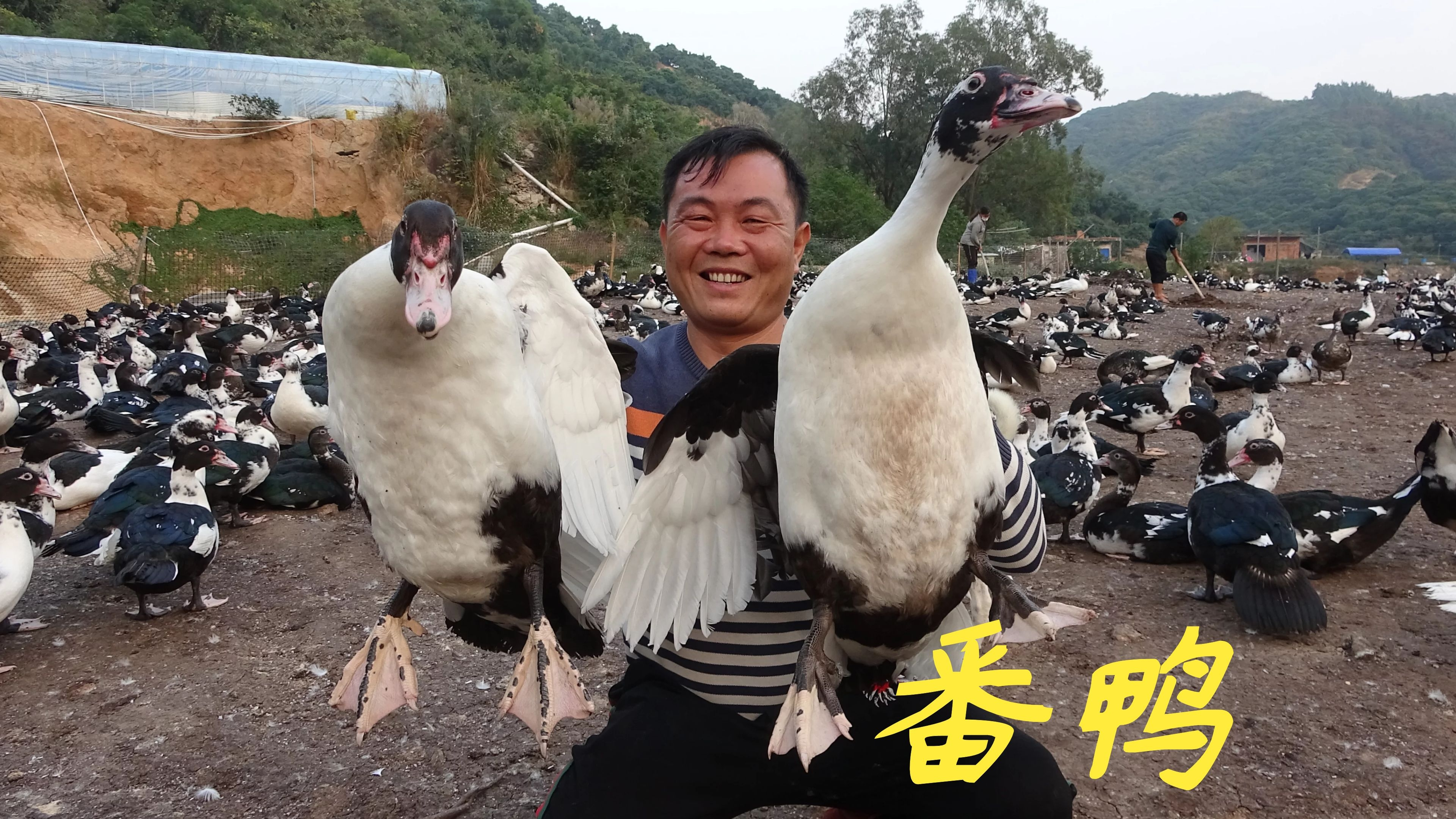 老林养殖场现在有4批鸭子，3批番鸭1批麻鸭，一共13000只