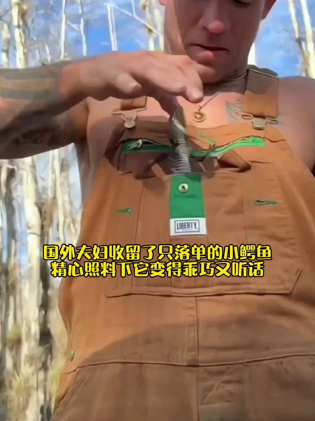 国外夫妇收留了只落单的小鳄鱼,精心照料下它变得乖巧又听话