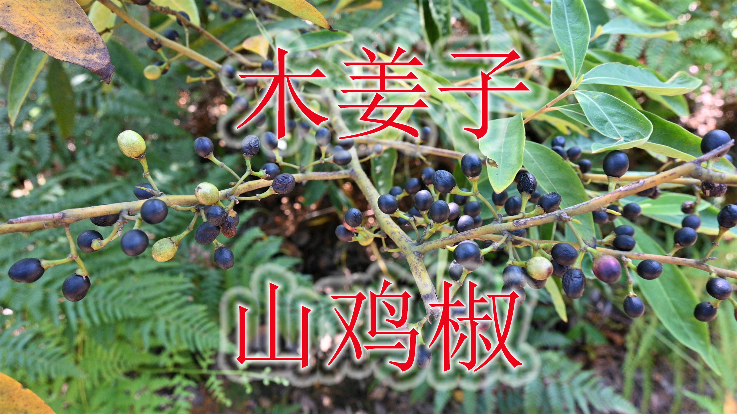 “山鸡椒”又名“木姜子”,植物界的“软黄金”,有哪些用途呢?