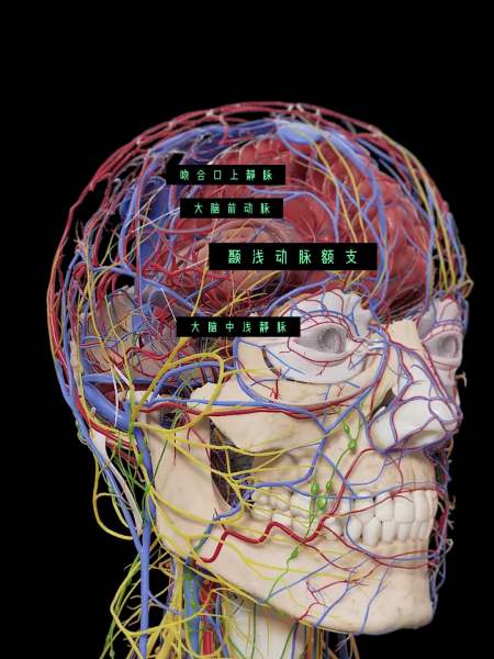人体大脑"线路图"(3d动画演示)-度小视