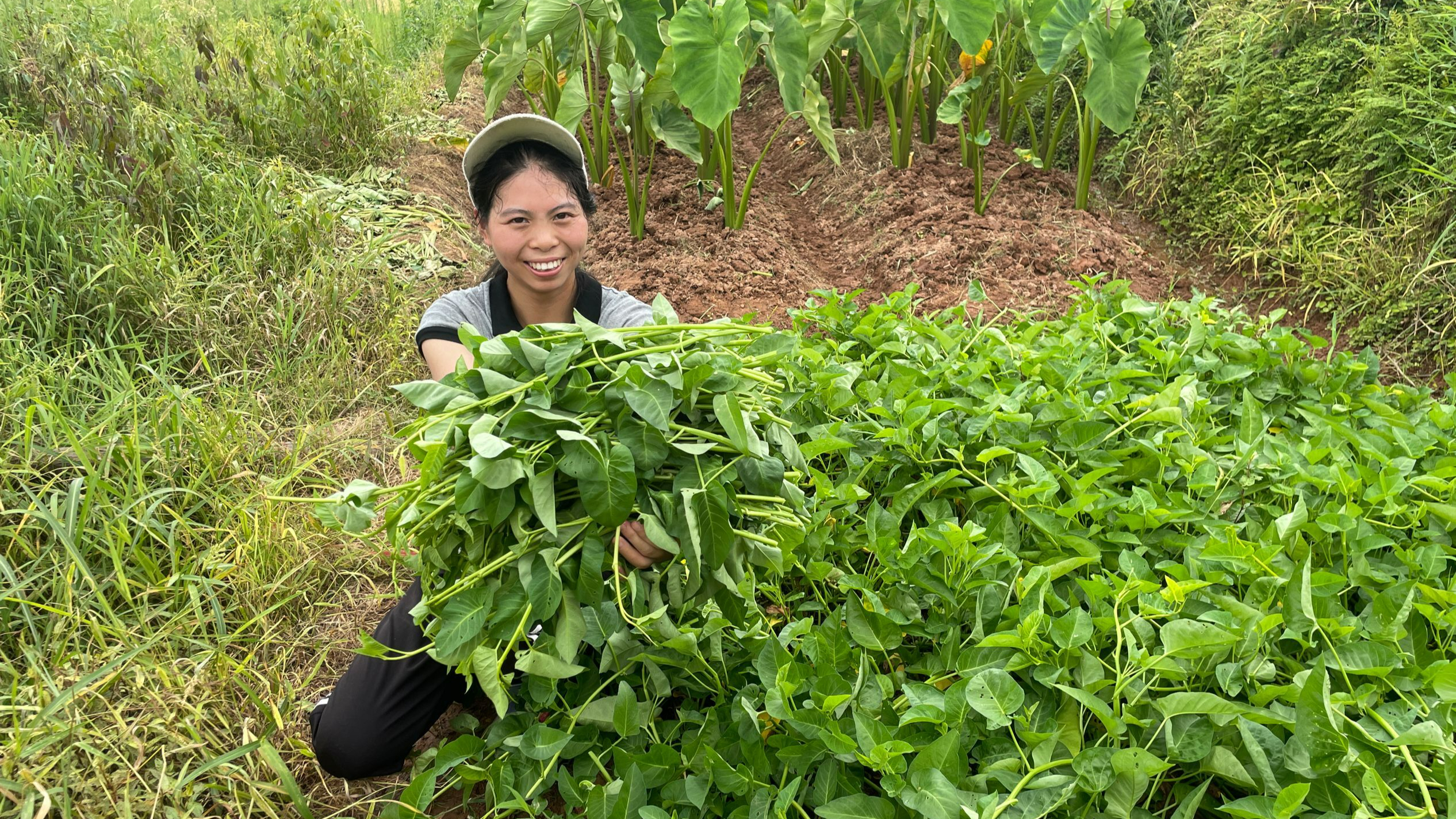 农村不一样的蔬菜,趴着藤长的空心菜,你吃过吗?