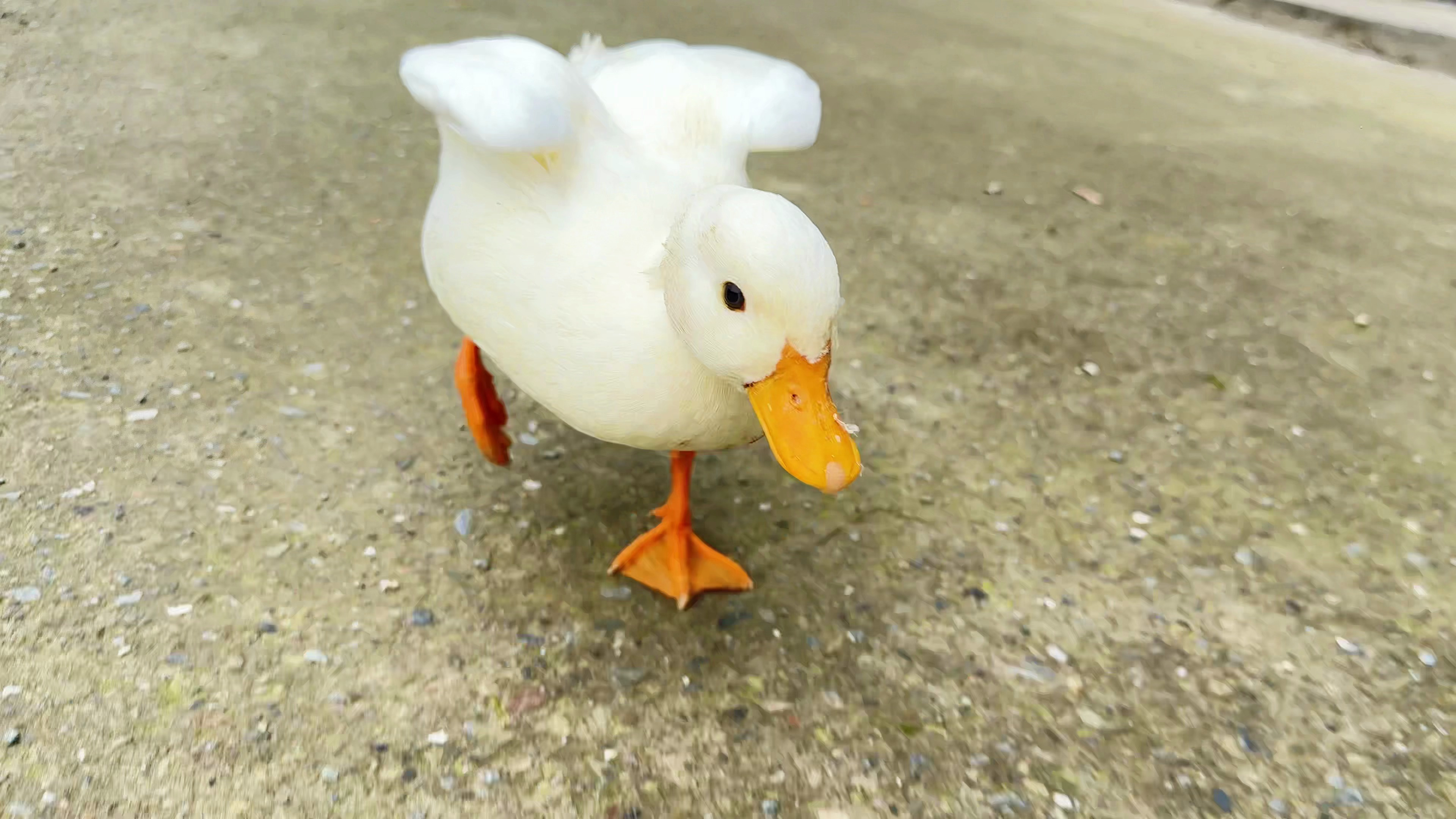 救命!我被一只鸭子追着不敢出门了