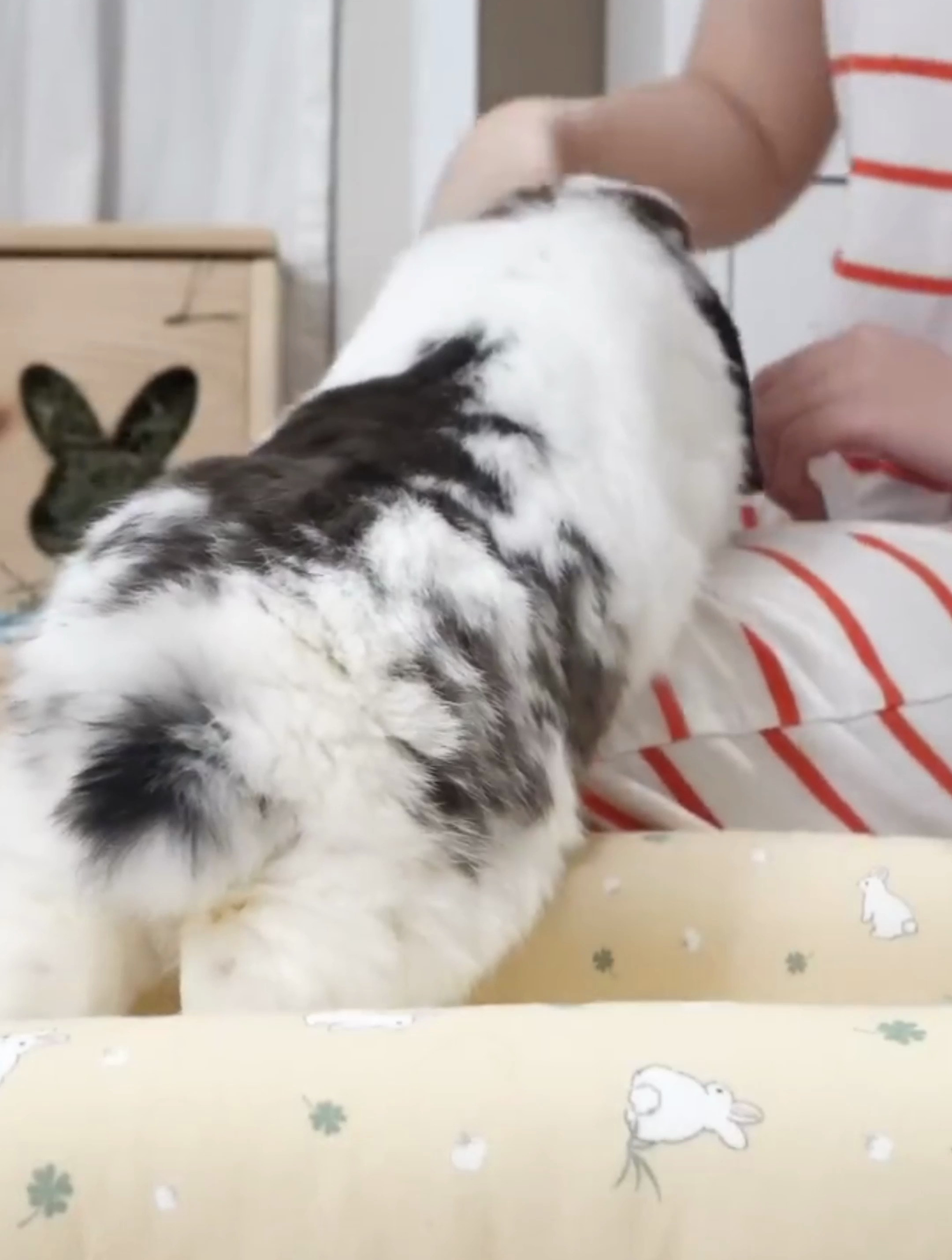 兔子被打了会记仇吗?兔子在哪些情况下会咬人