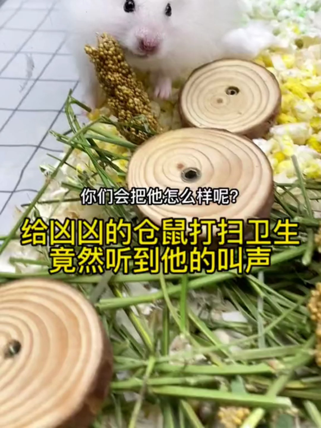 初闻仓鼠凶猛叫声,哭笑不得之感涌上心头