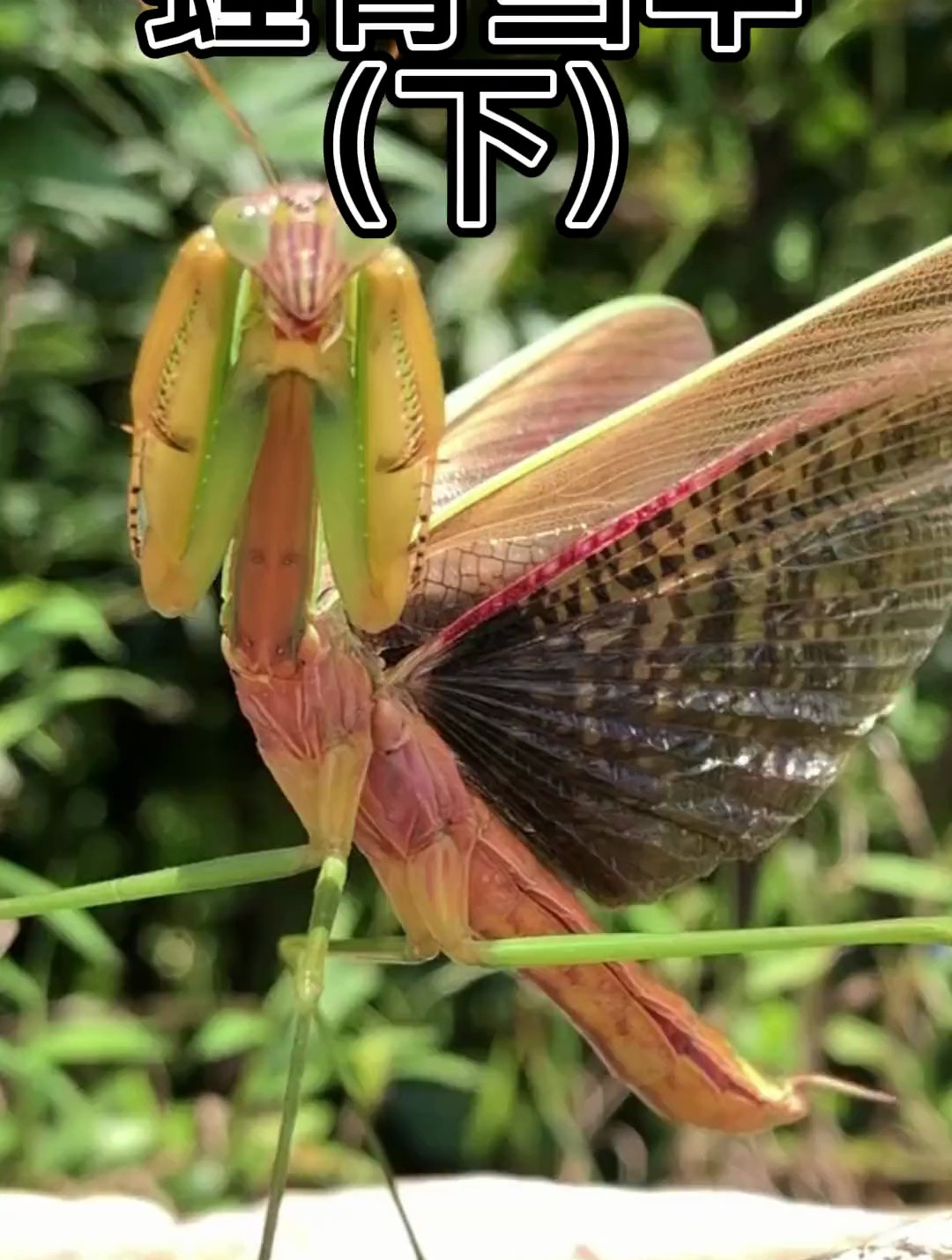 拥有帅气大镰刀的昆虫,螳螂 昆虫世界 螳螂-度小视