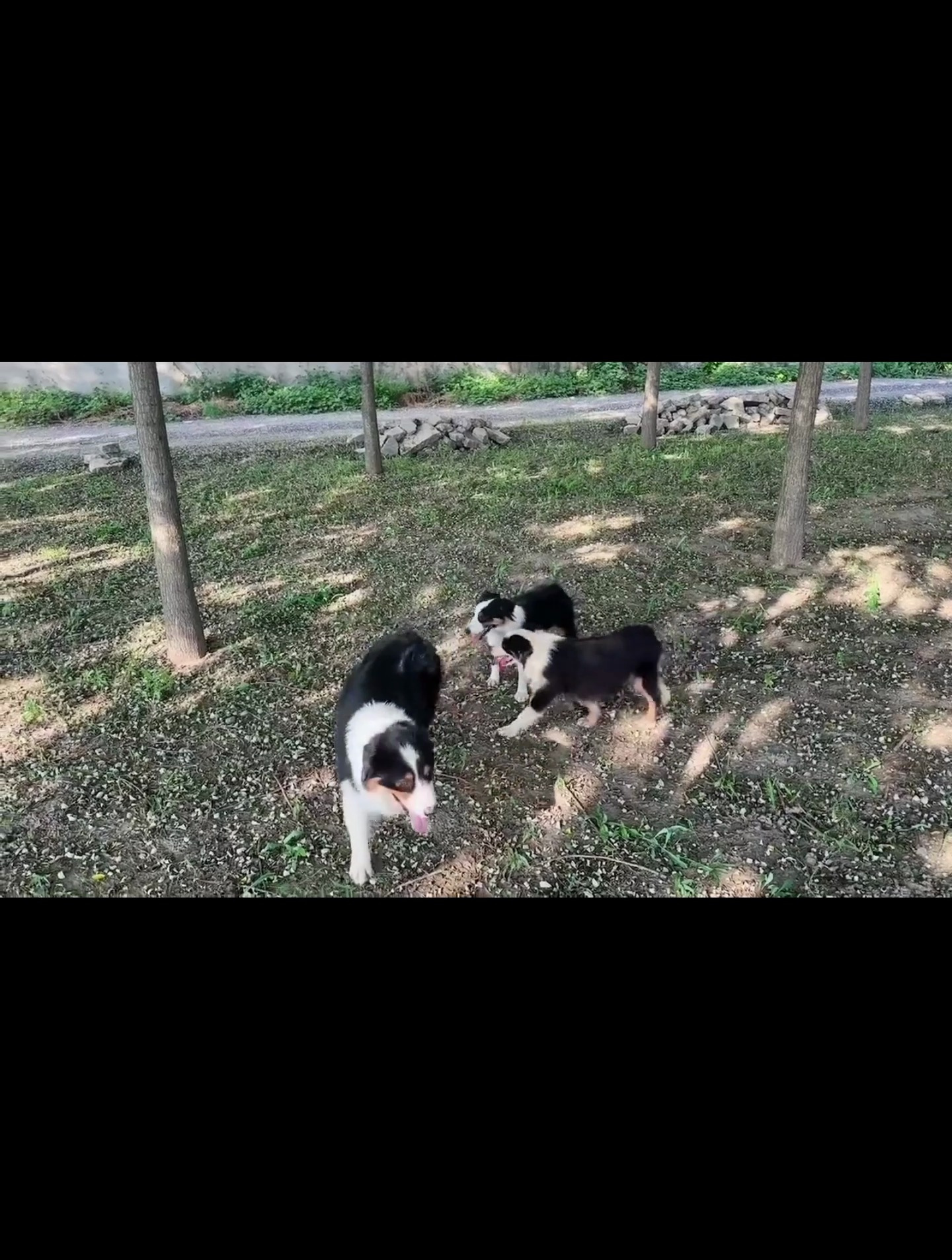 迷你美国牧羊犬正常情况下澳牧和迷你澳牧的体型差别还是很大的