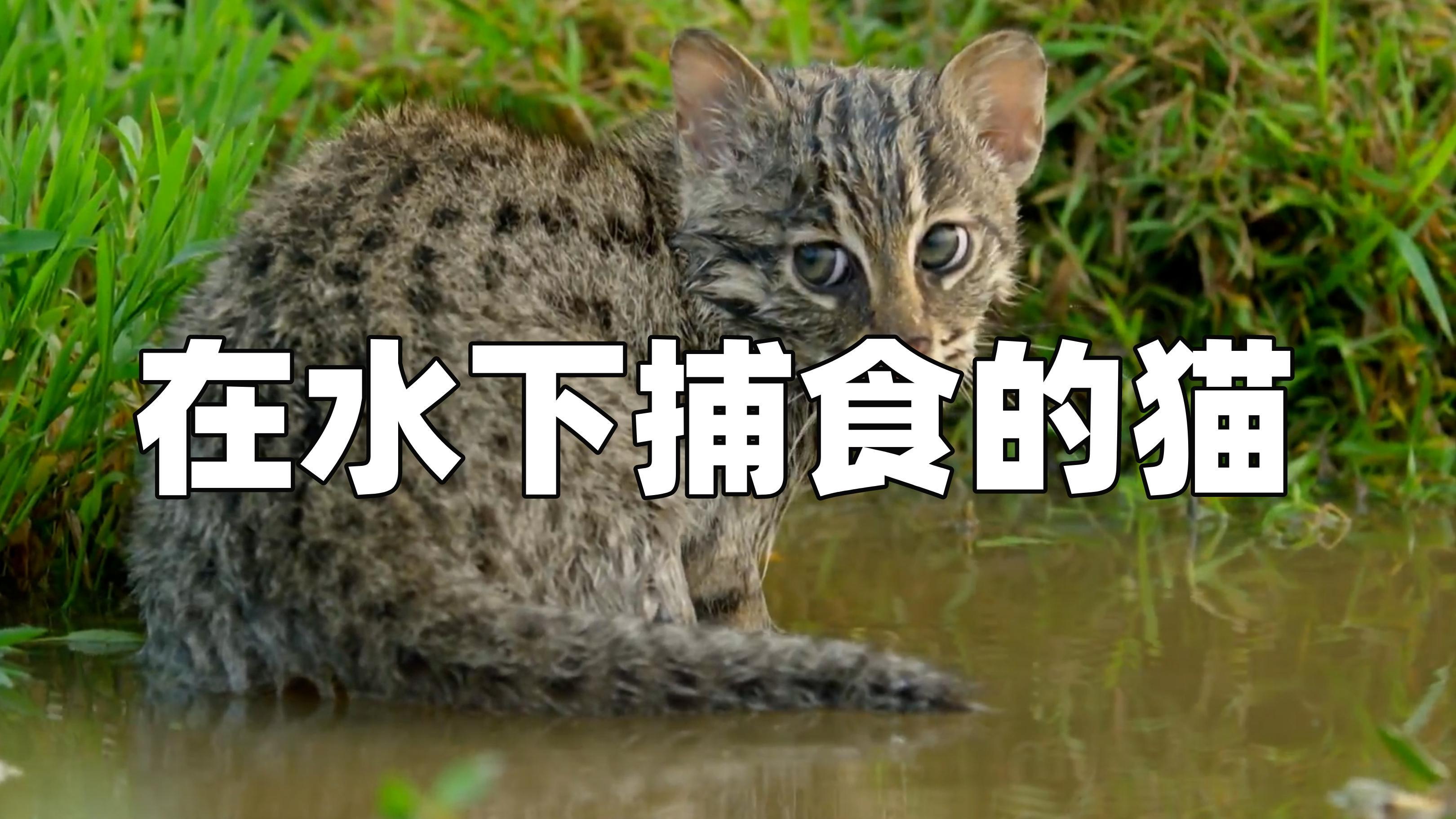 每年帮助农民消灭700只老鼠,却惨遭人类报复性猎杀,渔猫的现状