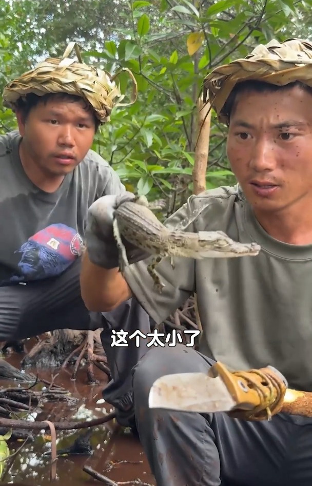 红树林遭遇鳄鱼有惊无险,制作皮皮虾陷阱赶海