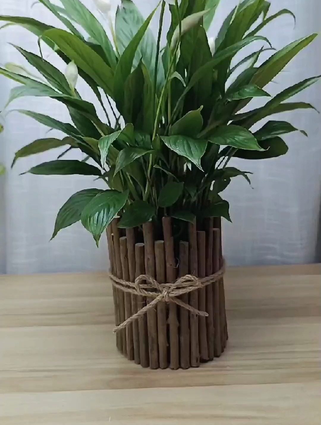 花盆不用买用捡回来的树枝,一个废塑料瓶,可以做出简单漂亮花盆-度小