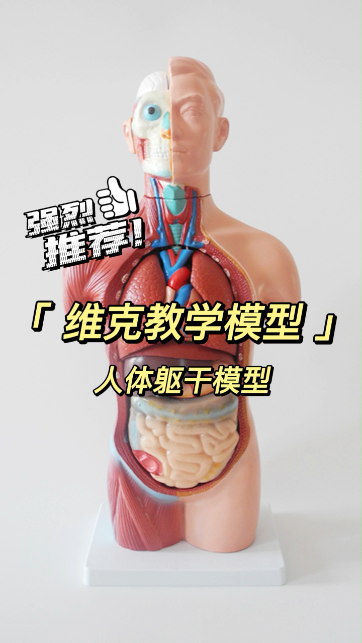 维克人体躯干模型医学教学用模型