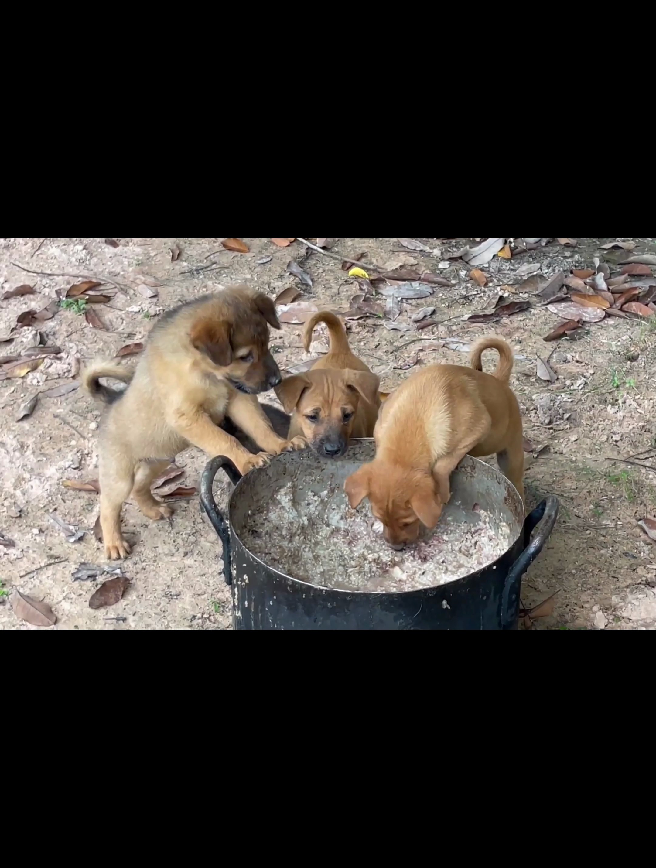 可爱小奶狗也被抛弃,无法获取到食物,它们只能吃树叶