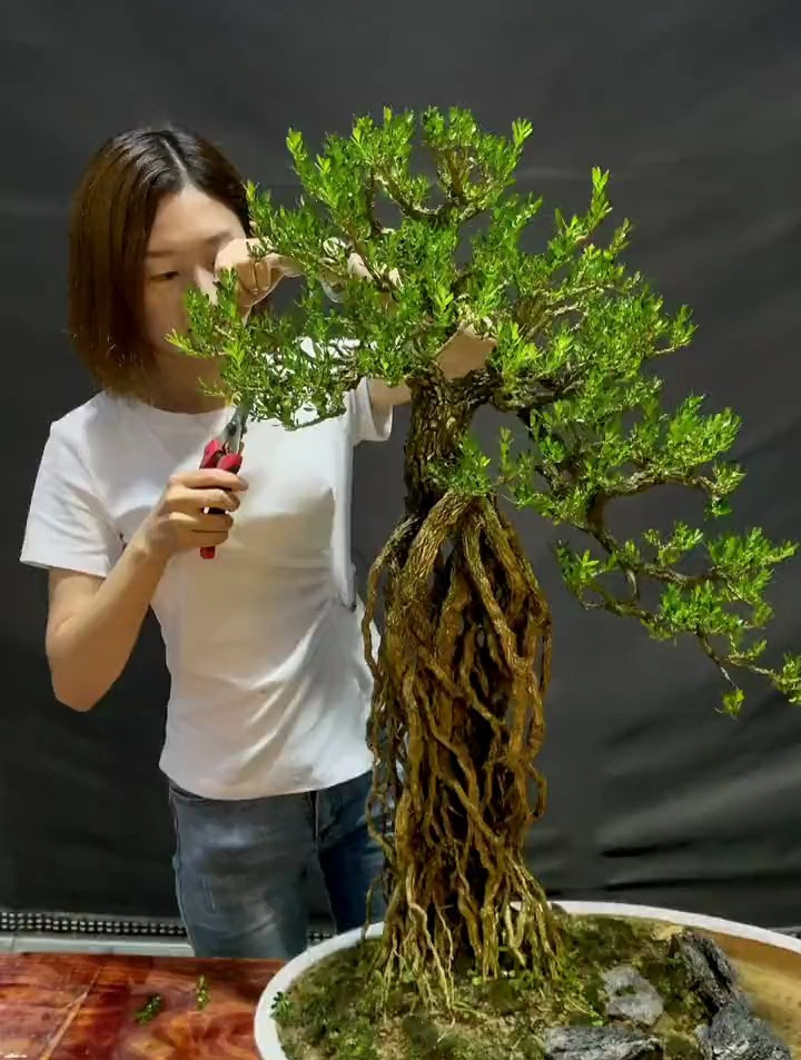 大家说这颗高提根黄杨盆景怎么样呢