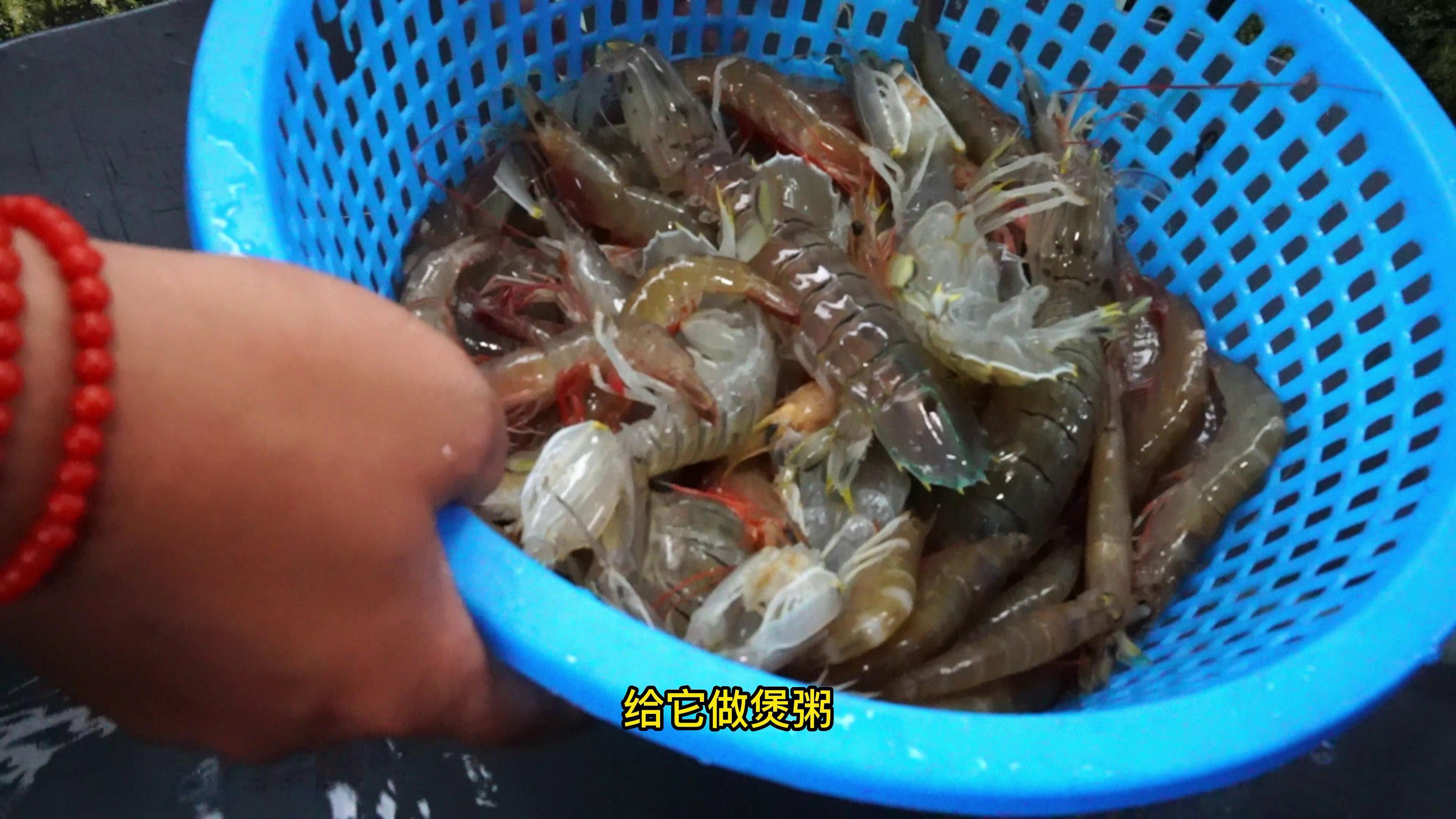 渔民手把手教你吃海虾,把几个月大的婴儿馋到不行