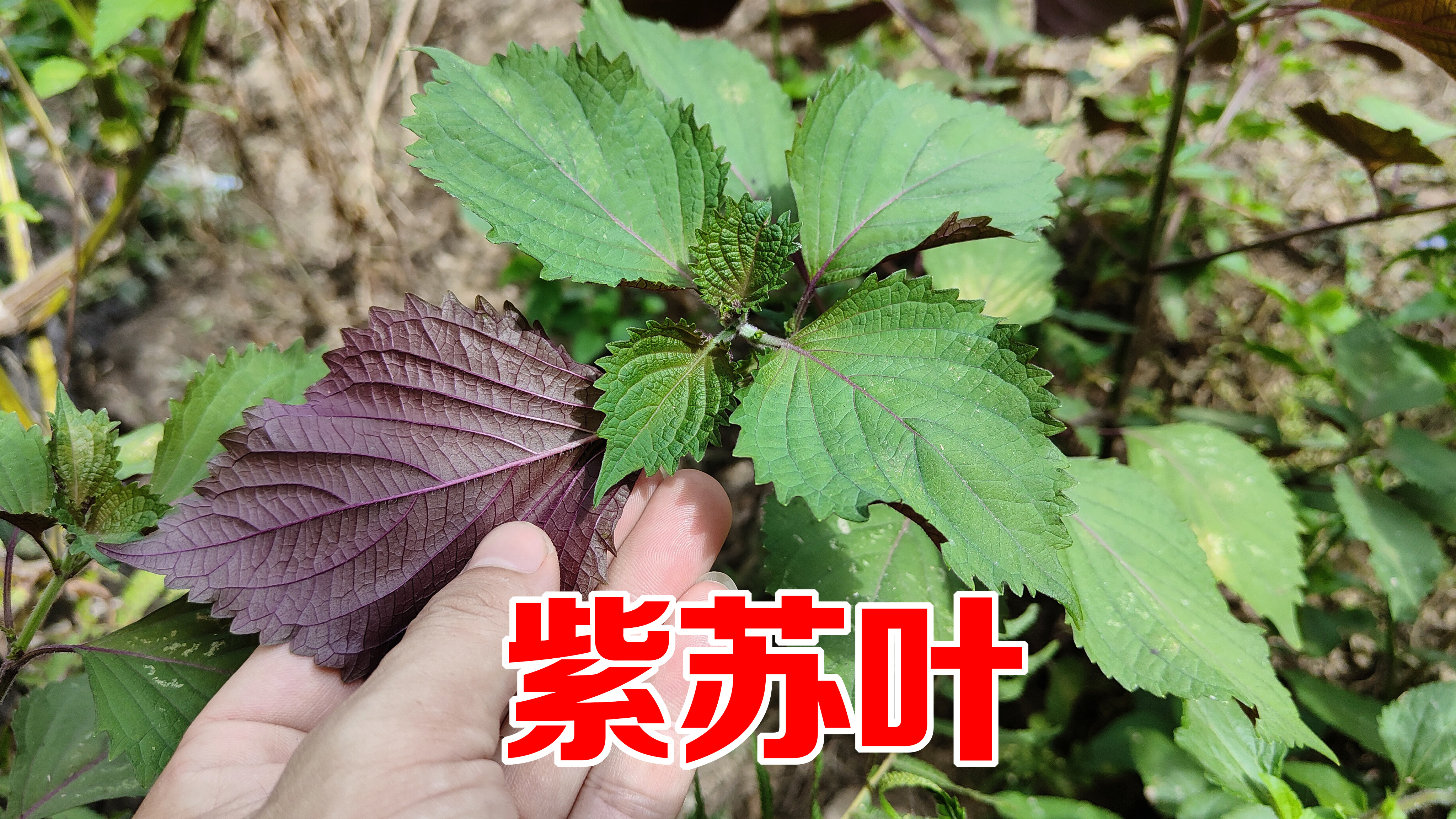 农村的 “紫苏叶”火了,用来煮鸡蛋作用这么厉害?遇见摘点回家