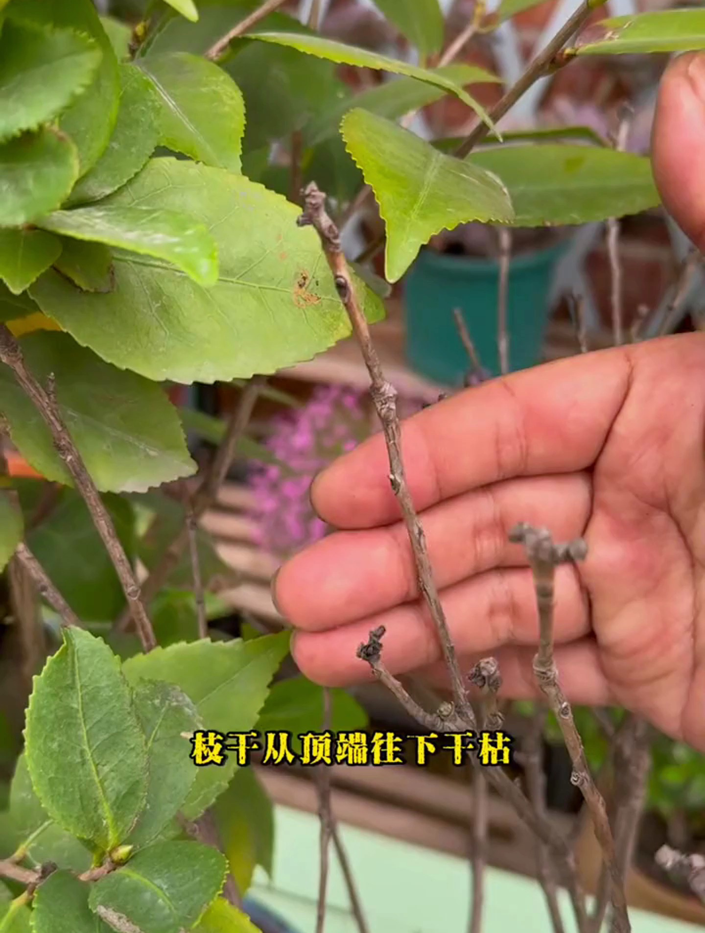 茶花的病虫图片及防治图片