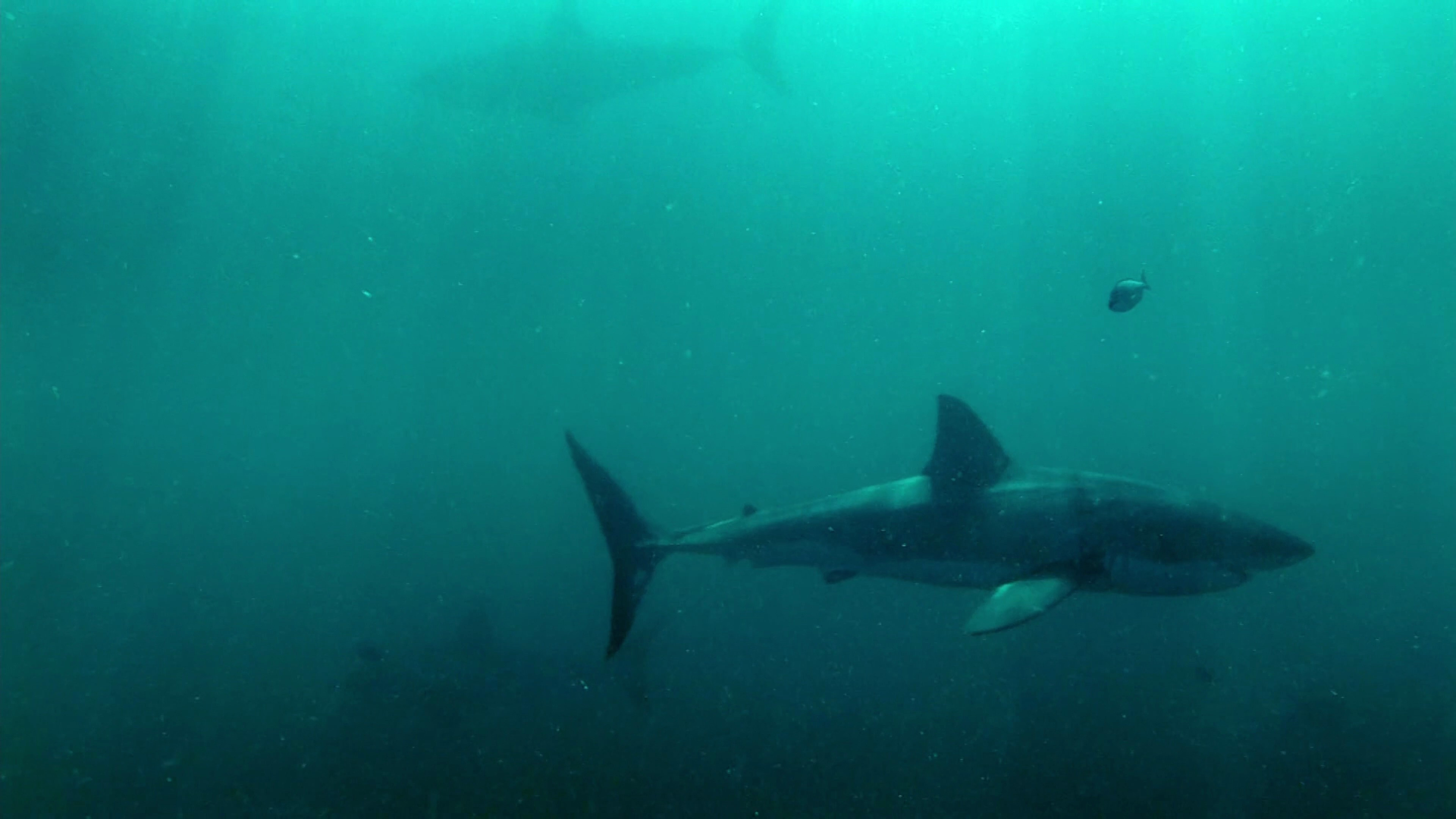 鲸鱼陨落,一群大白鲨排队吃肉